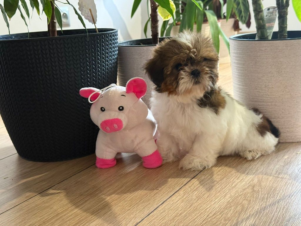 Shih tzu suczka tri color