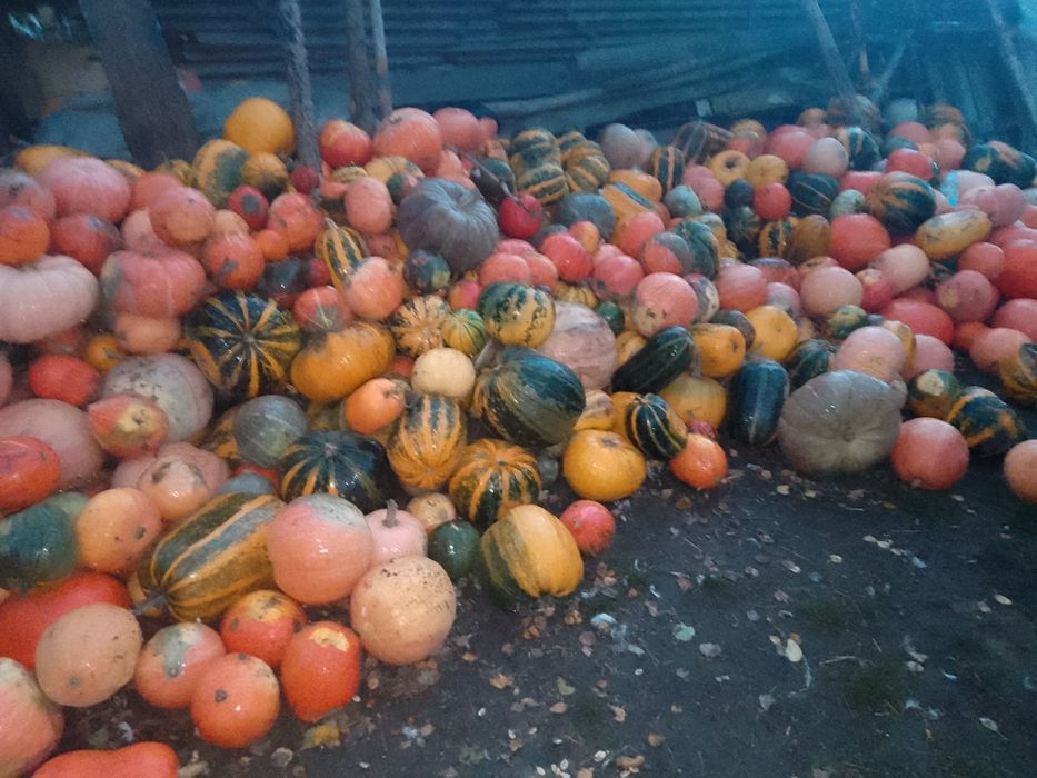 Sprzedam dynie świeżo zebrane