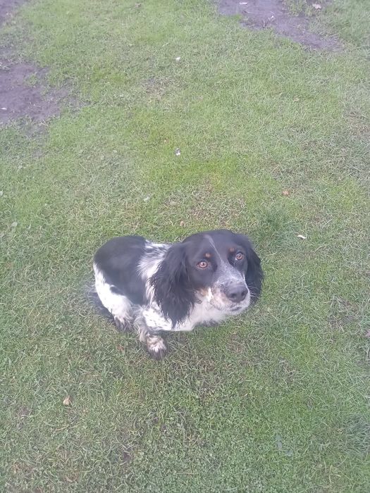 Спаніель спаниель