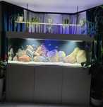 Akwarium 1250l opti white REZERWACJA