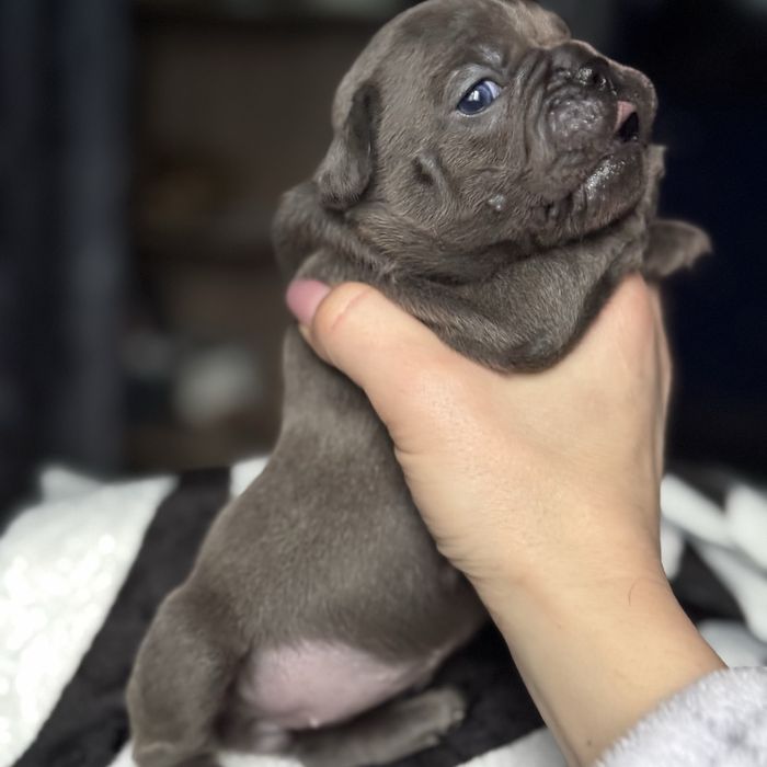 Продам цуценят французького бульдога