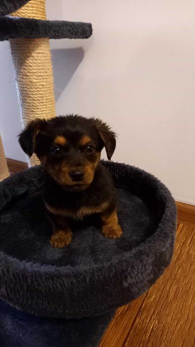 Oddam pieska w dobre ręce