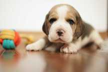 Wspaniały piesek Beagle tricolor - Piorun!