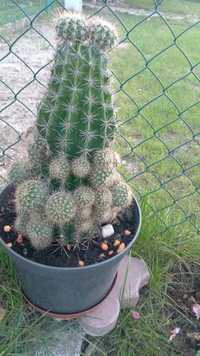 Kaktus z domowej hodowli duży.