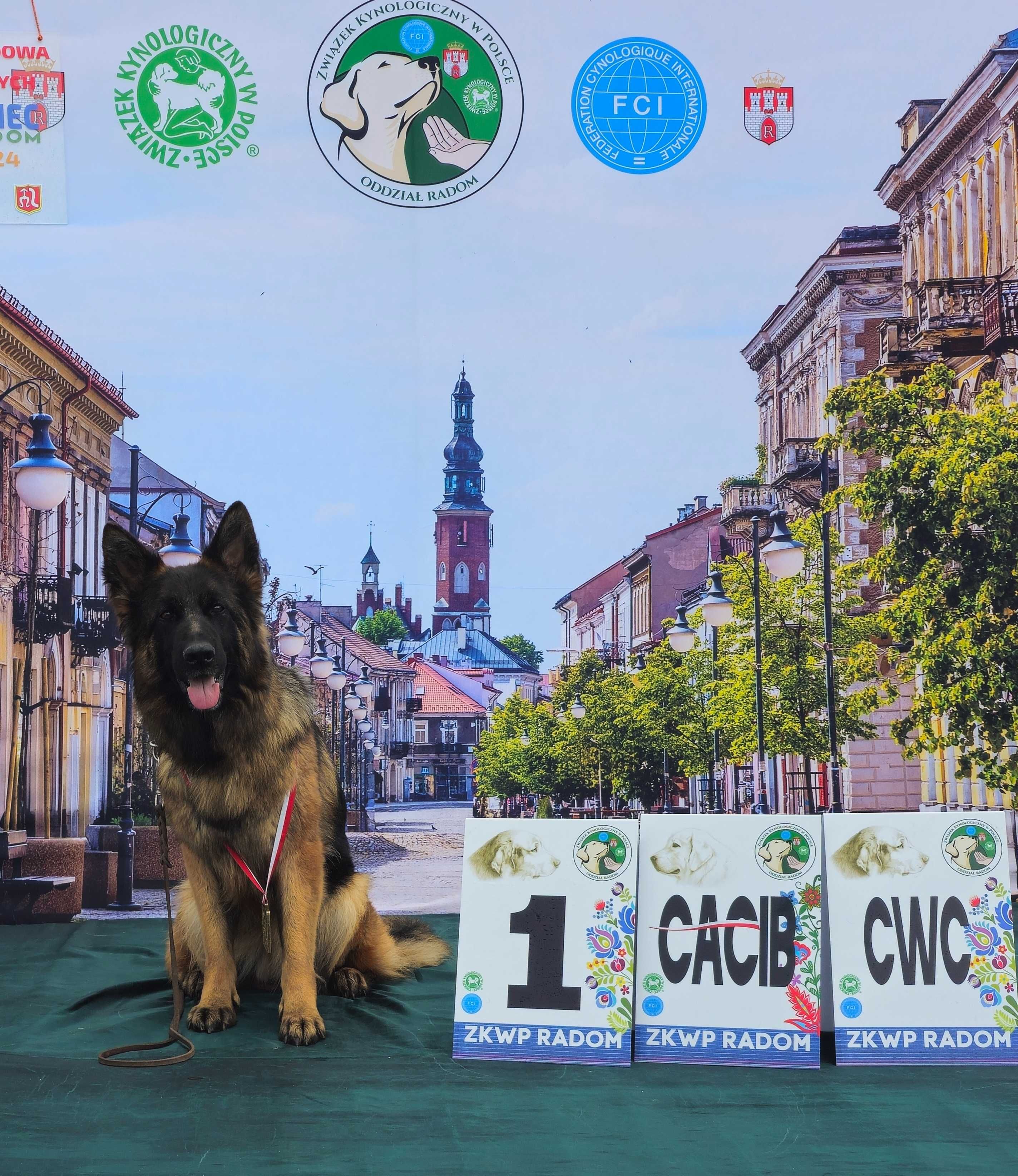 Owczarek niemiecki długowłosy/owczarki niemieckie długowłose suczka