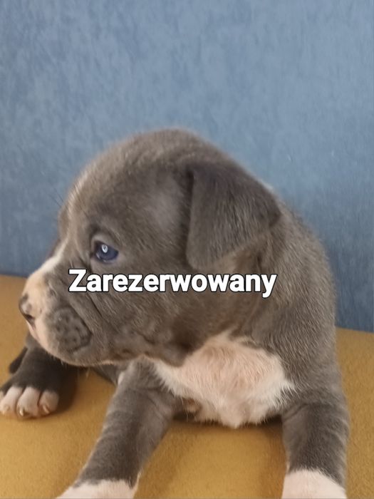 Blue Szczeniak Amstaff