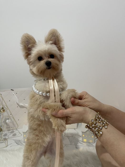 Помапу — Доставка 1-2 дні  вже скоро у вас