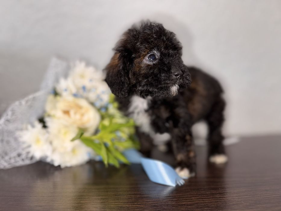 Дуже гарний та розумний пудельок