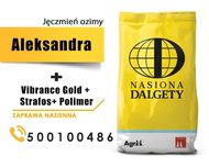 Jęczmień ozimy Aleksandra C/1 - wysyłka cała Polska