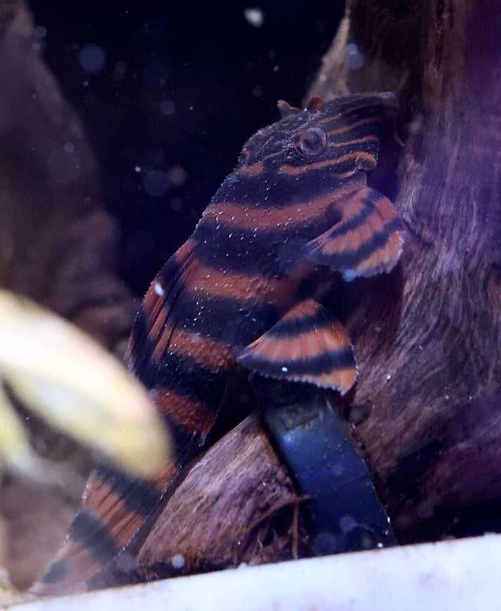 L397 Panagolus sp. zbrojnik - glonojad - Rarytas Odłów - AKWAREKS