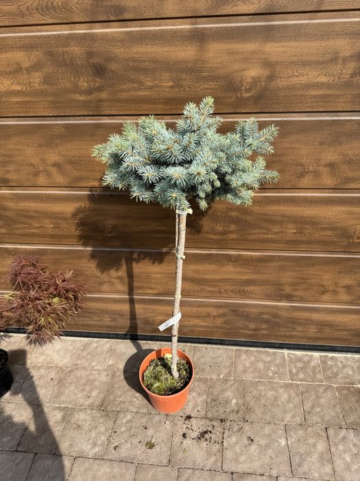 Ялиця Icebreaker (abies), ялина (picea) Glauca Globosa Inversa Tenas