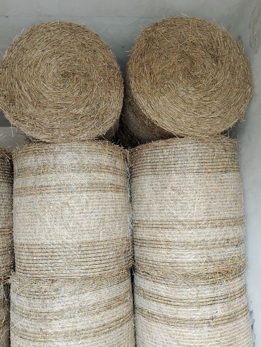 Słoma pszenna zbiór 2025 bele 120