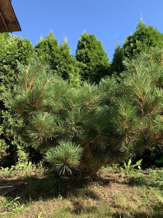 Sosna czarna ozdobna 110cm do ogrodu