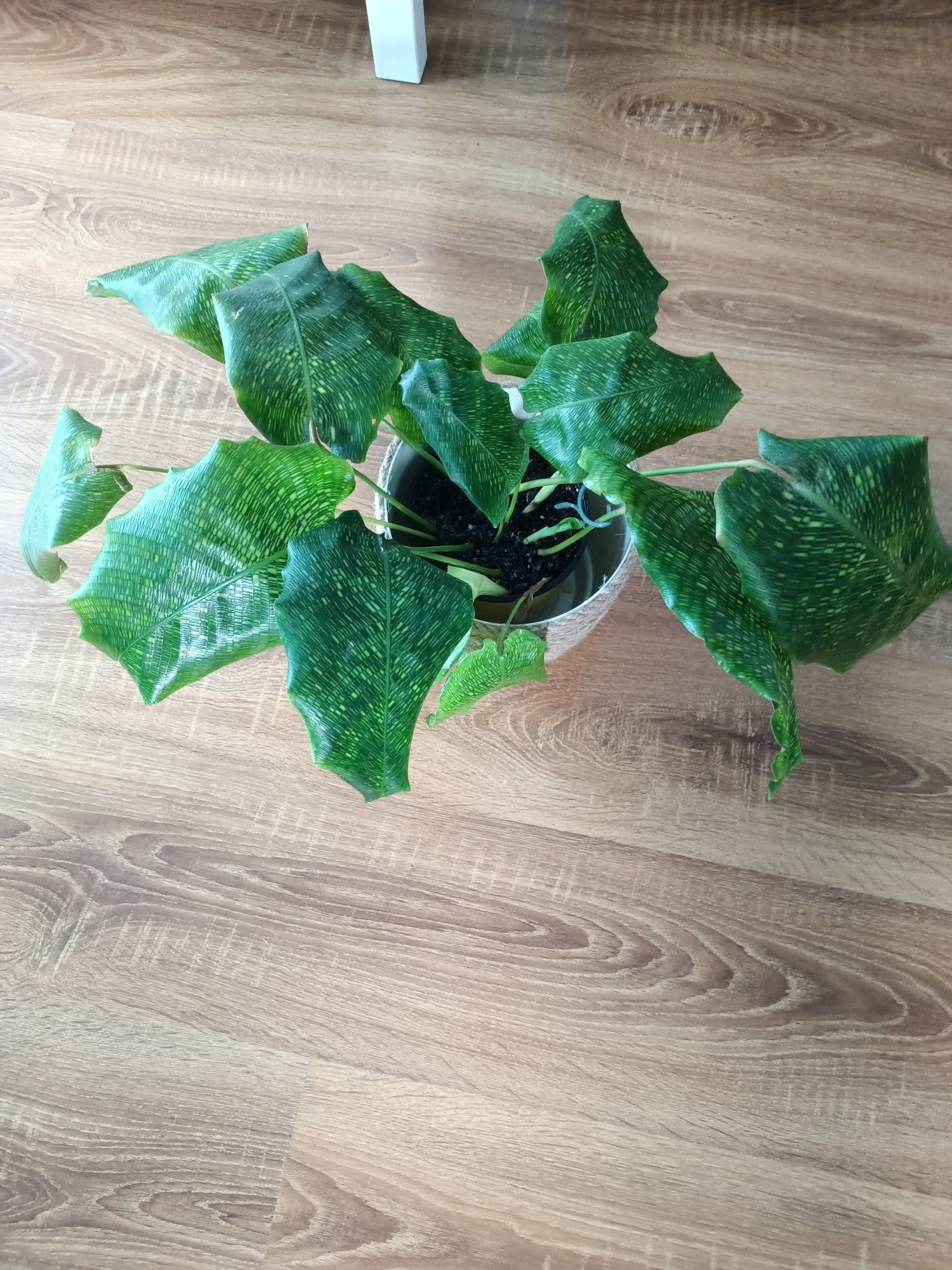 Calathea Musaica Network z domowych nadwyżek kwiaty doniczkowe