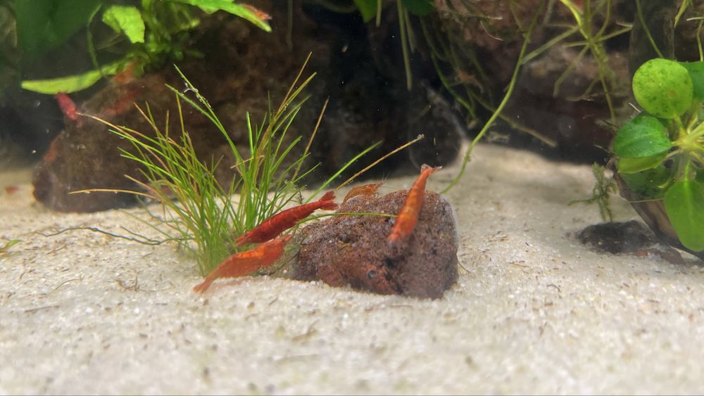 krewetki Red Cherry