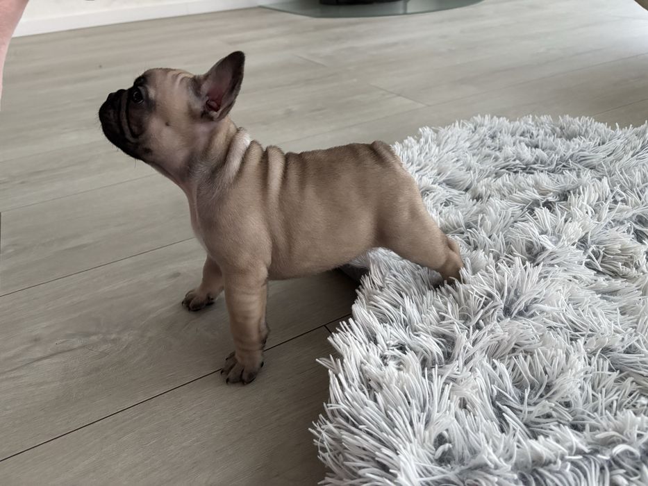 Buldog Francuski ZKwP FCI
