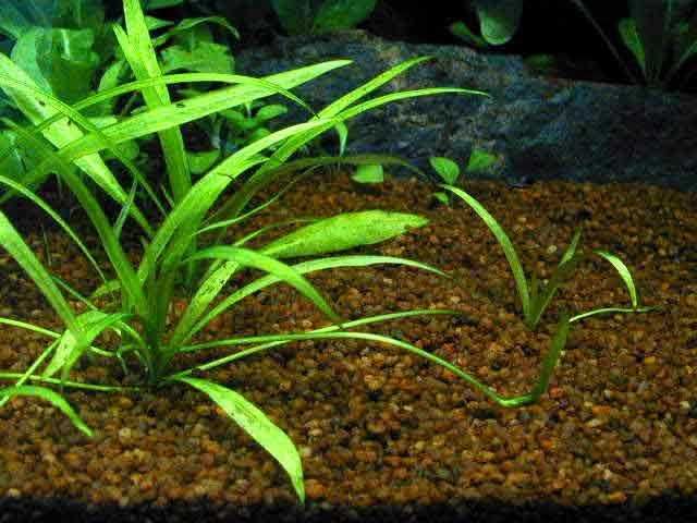 Sagittaria Subulata – Planta aquática