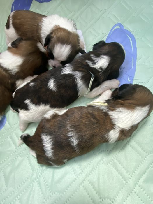 Shih tzu z trzypokoleniowym rodowodem do rezerwacji