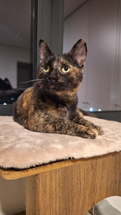 Gatinha Pixie 10 meses adopcao
