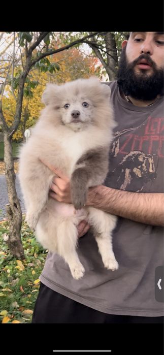 Сріблястий лілак мерле