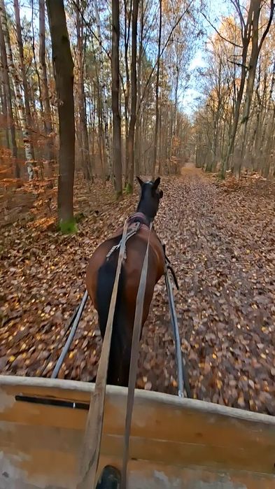 Hucuł wałach sprzedam