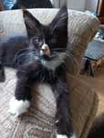 Kocurek Maine Coon