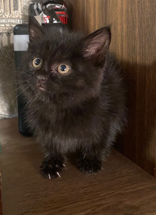 Кошеня хлопчик 1,5 міс
