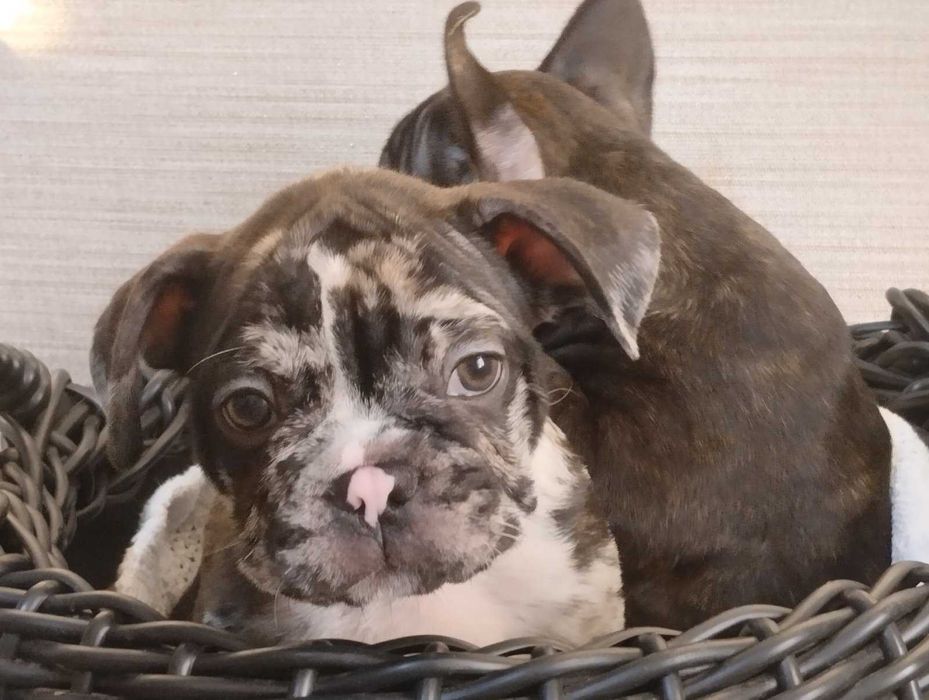 Французький бульдог