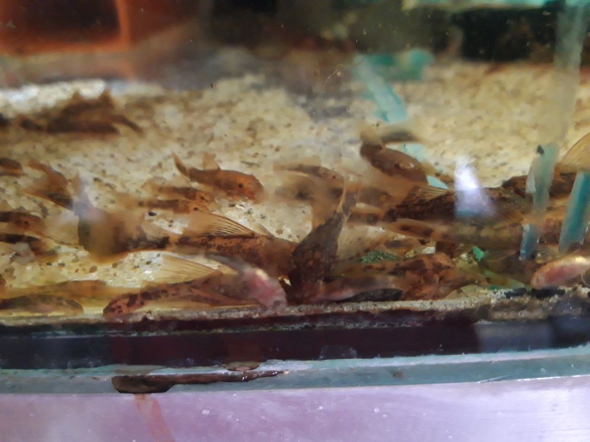 Ancistrus calico caliko lda16 welonowe zbrojnik glonojad