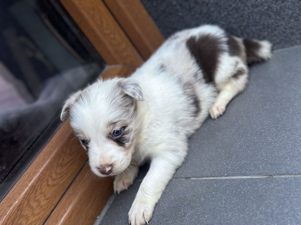 Suczka chocolate merle border collie