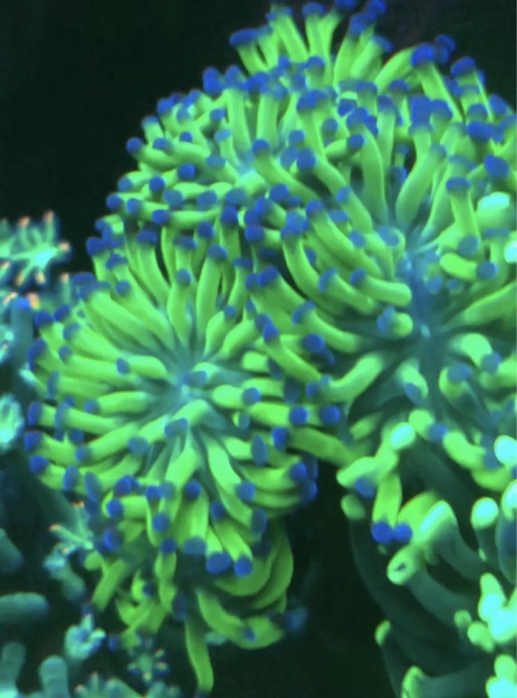 Продам морские кораллы Одесса Морской аквариум