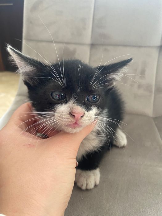 Oddam dwumiesięczne kotki