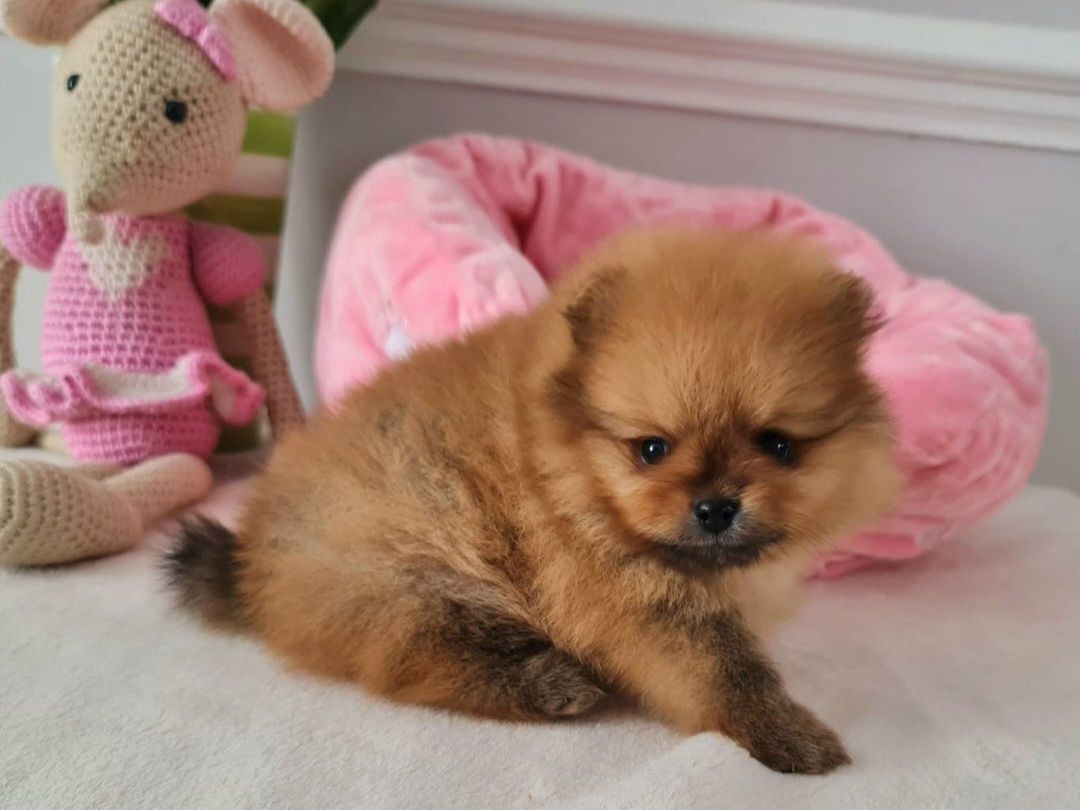 Szpic Miniaturowy Rudy Pomeranian