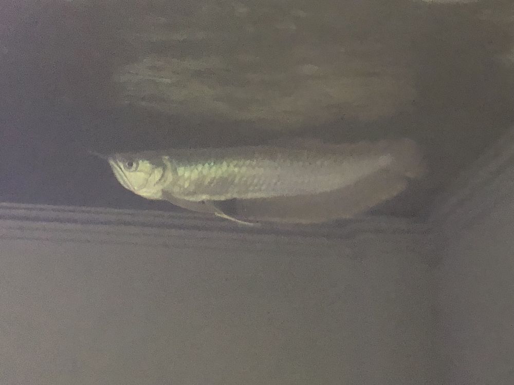 Arowana silver monsterfish