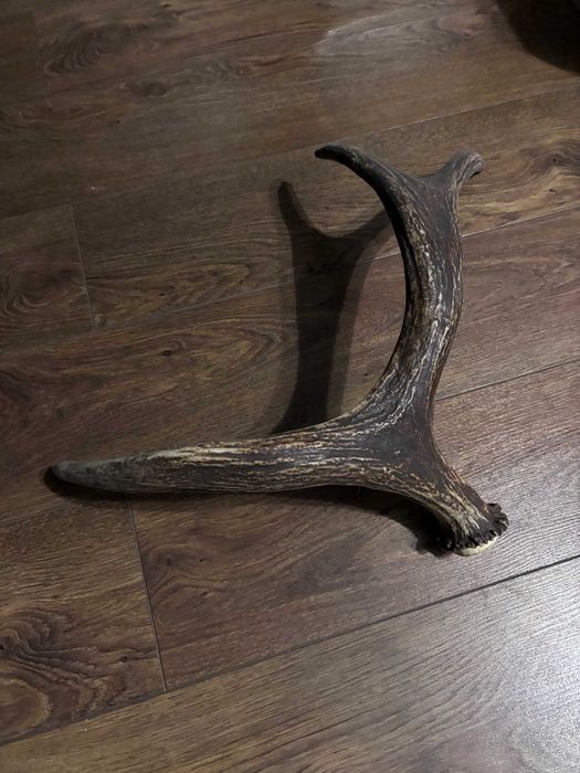 Продам роги оленя