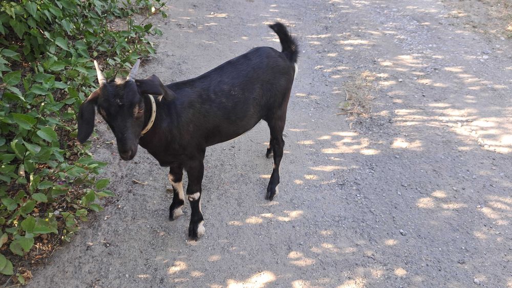 Козочка козеня дівчинка папа нубиец, мама высокодойная чешская бурая
