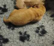 Golden Retriever linia amerykańska- suczka