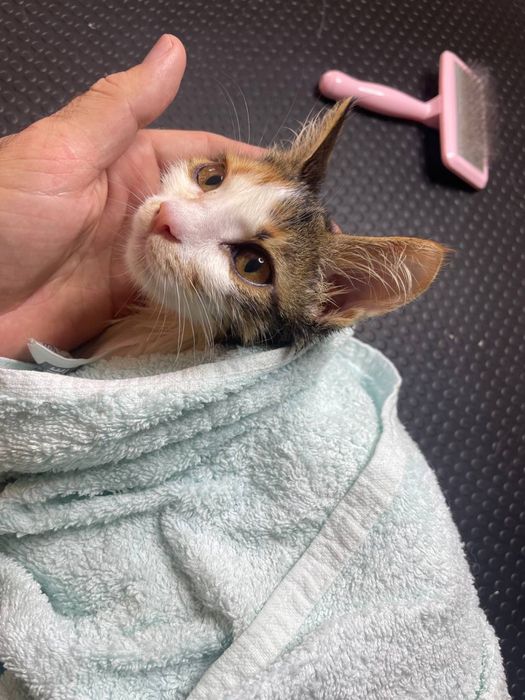 Експрес-линька котів | Без стресу та сидативних | Грумінг Кекс