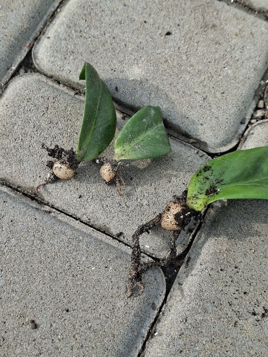Заміокулькас Зензі (Zamioculcas zamiifolia 'Zenzi')