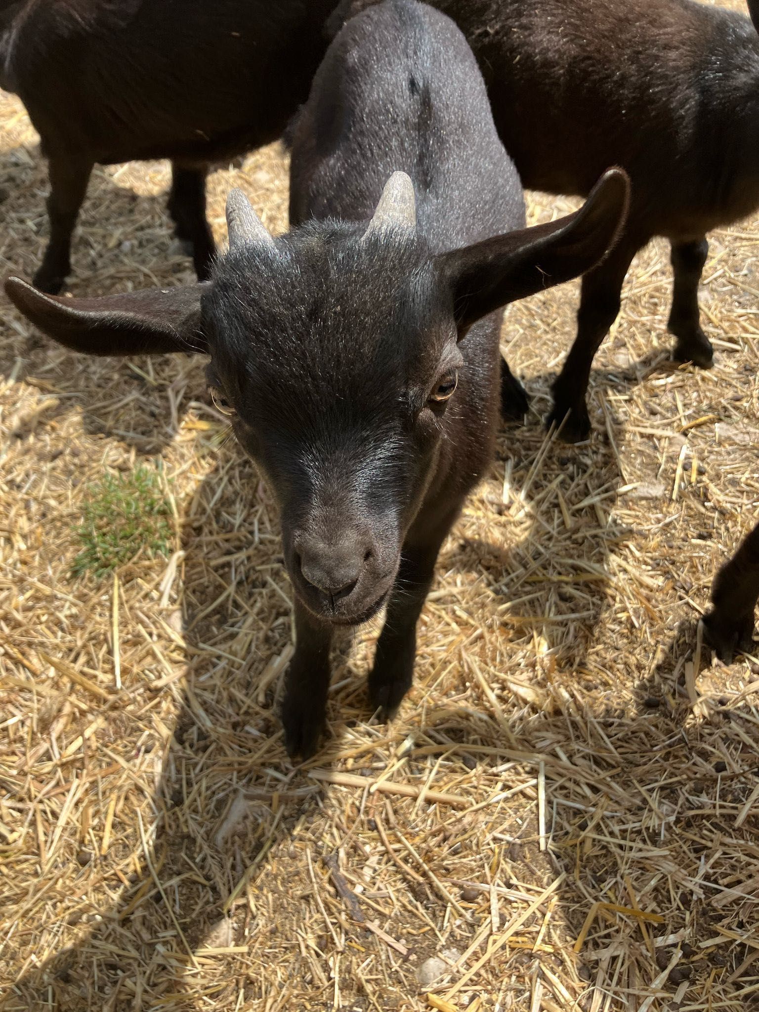 Cabras anãs bebés