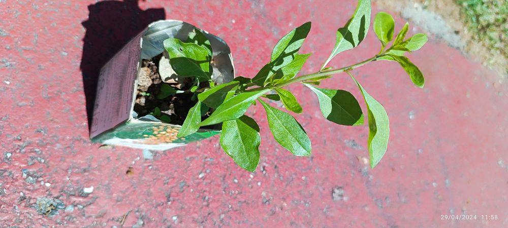Plantas de goji berry