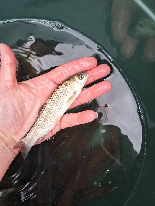 Amur narybek 14-18cm lin, karp, karp koi