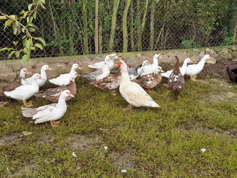 Kaczki francuskie, staropolskie, biegusy