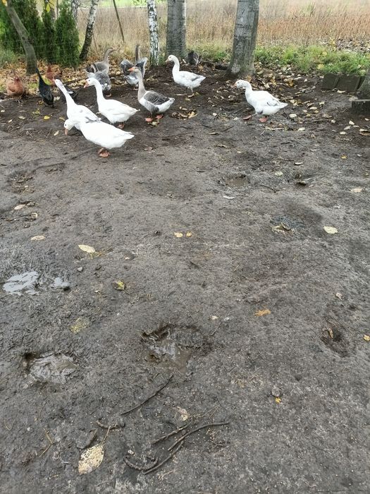 Gęsi młode okazja zamiana .