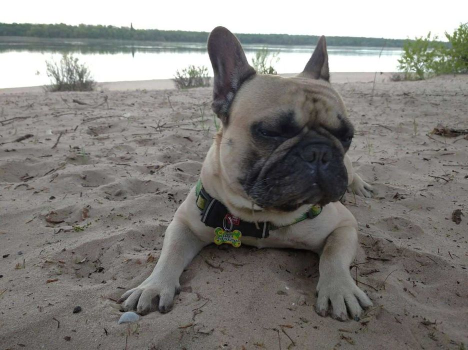 Французский бульдог. Случка