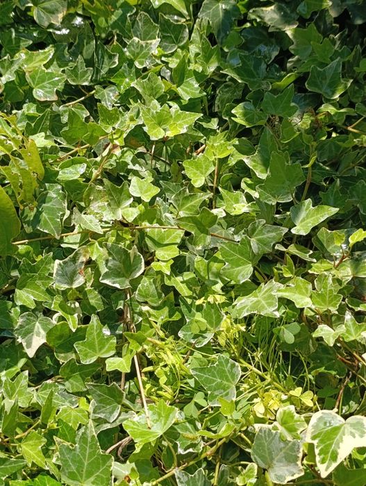 Плющ большие саженцы