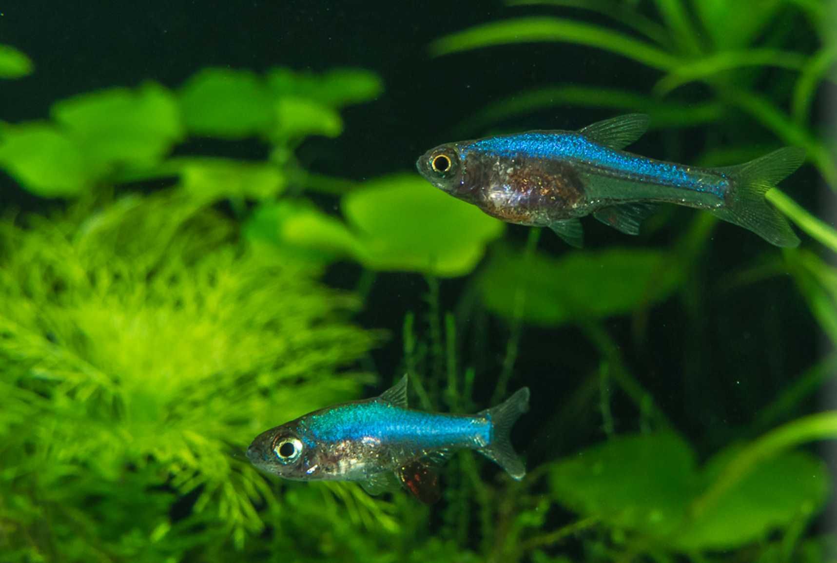 Razbora Axelroda BLUE - Sundadanio axelrodi - Rasbora - dowóz