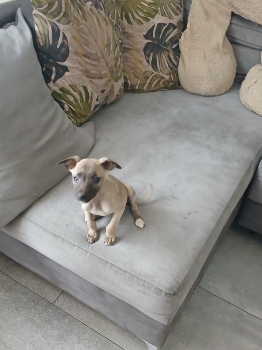 Chart Angielski Whippet śliczna suczka