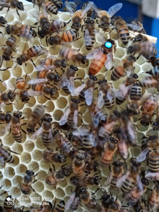 1+1=3 матки Бакфаст ШЗ не перевірені