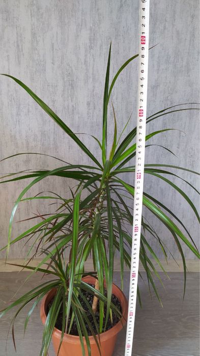 Драцена с горшком 90 см